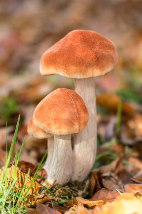 Champignons décoratifs à chapeau orange velouté dans un décor de feuilles d'automne pour table ou vitrine