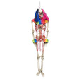 Hanging circus skeleton decoration for Halloween, 160 cm tall, made of polyethylene and polyester, perfect for haunted house or horror clown themed parties.